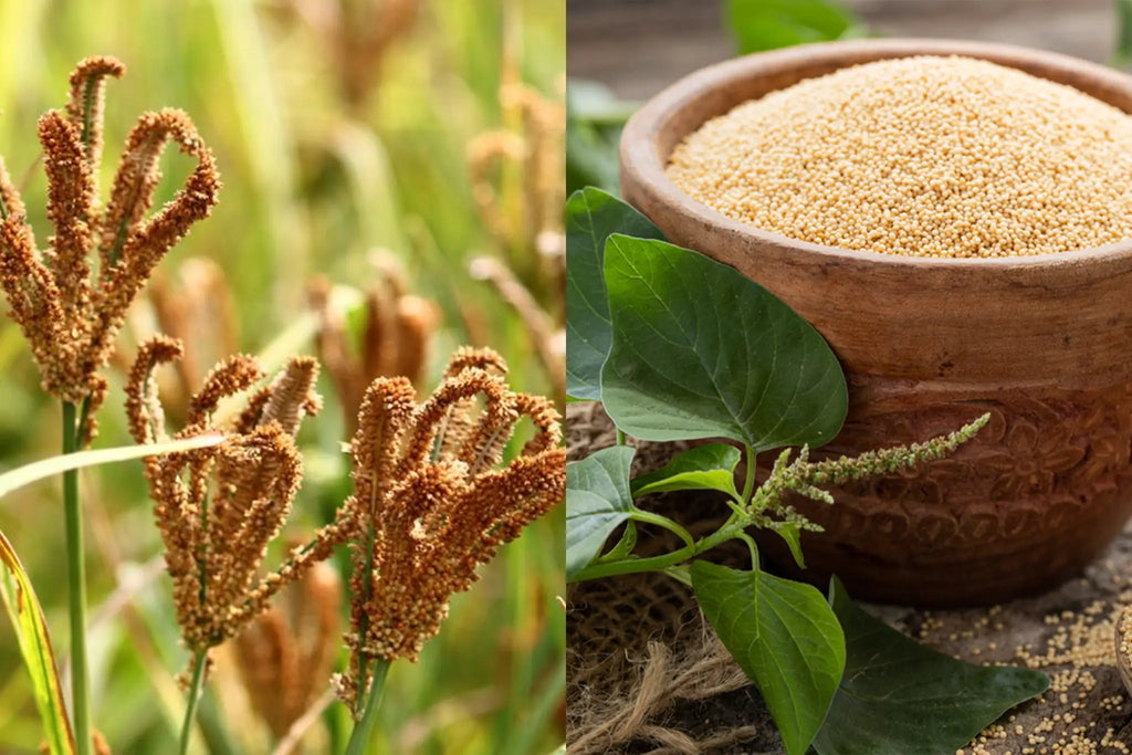 Amazing Health Benefits of Ragi and Amaranth&nbsp;